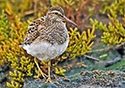 Calidris melanotos